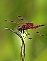 _MG_7414 elisa skimmer dragonfly.jpg