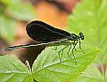 _MG_7577 damselfly.jpg