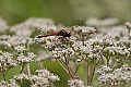 _MG_8040 red dragonfly.jpg