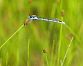 _MG_8076 damsel fly.jpg