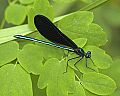 DSC_0629 black wing damselfly.jpg