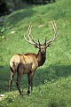 WMAG300 bull elk.jpg