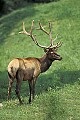 WMAG301 bull elk.jpg