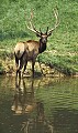 WVMAG005 bull elk.jpg