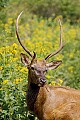 WVMAG008--bull elk--fly covered.jpg