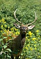 WVMAG009--bull elk calling.jpg