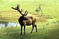 WVMAG011 bull elk backlit.jpg