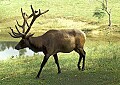 WVMAG012-bull elk.jpg