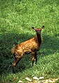 WVMAG055 elk calf.jpg