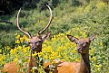 WVMAG057 bull and cow elk.jpg