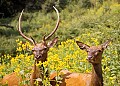 WVMAG057 elk bull and cow.jpg