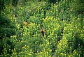 WVMAG058 elk cow and bull in flowers.jpg