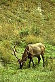 WVMAG060 bull elk grazing.jpg