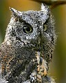 _MG_0538 screech owl portrait.jpg