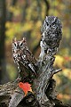 _MG_0551 screech owls.jpg