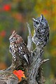 _MG_0579 screech owls.jpg
