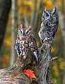 _MG_0587 screech owls.jpg