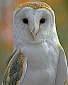 _MG_0595 barn owl.jpg