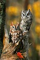 _MG_0597 screech owls.jpg