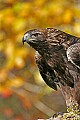 _MG_1456 golden eagle.jpg