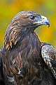 _MG_1527 golden eagle.jpg