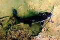 _MG_2973 channel catfish.jpg