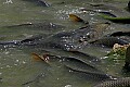 Mississippi River Carp 277 carp in river.jpg