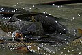 Mississippi River Carp 330 River Carp ready to spawn.jpg