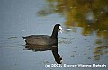 DSC_7427 coot.jpg