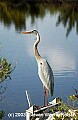 DSC_7582 great blue heron.jpg