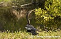 DSC_7619 anhinga.jpg