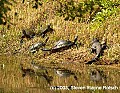 DSC_7624 snapping turtles and alligator.jpg