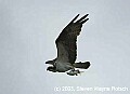 DSC_7824 osprey with fish.jpg