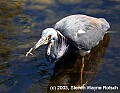 DSC_7941 tri colored heron.jpg