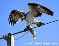 DSC_8004 osprey and fish.jpg