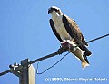 DSC_8031 osprey and fish.jpg