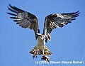 DSC_8033 osprey and fish.jpg