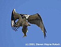 DSC_8035 osprey.jpg