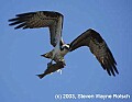 DSC_8036 osprey carrying fish.jpg