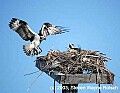 DSC_8163 osprey.jpg