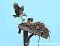 DSC_8318 osprey breakfast fish.jpg