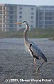 DSC_8620 great blue heron.jpg