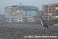 DSC_8626 great blue heron.jpg