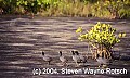 Florida497 coots on mudflats.jpg