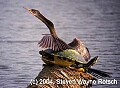 Florida778 anhinga and turtle.jpg