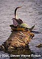 Florida787 anhinga and turtle.jpg