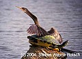 Florida788 anhinga and turtle.jpg