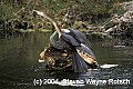 Florida801 Anhinga and Turtles.jpg