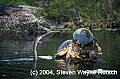 Florida805 alligator, anhinga and turtles.jpg