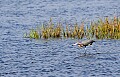 _MG_0164 reddish egret hunting.jpg